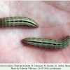 pseudochazara alpina n ossetia larva final 1